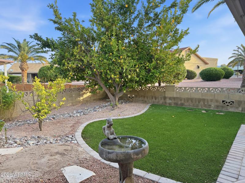 Enclosed yard with lime tree