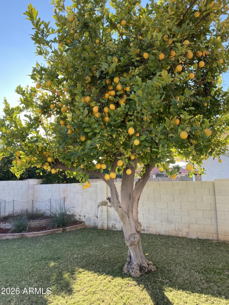 Lemon tree