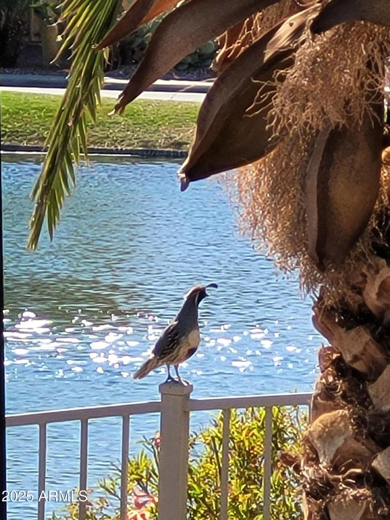 quail photo