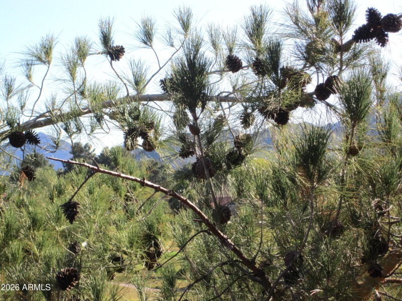 10 423 MOUNTAINS BEYOND THE PINES