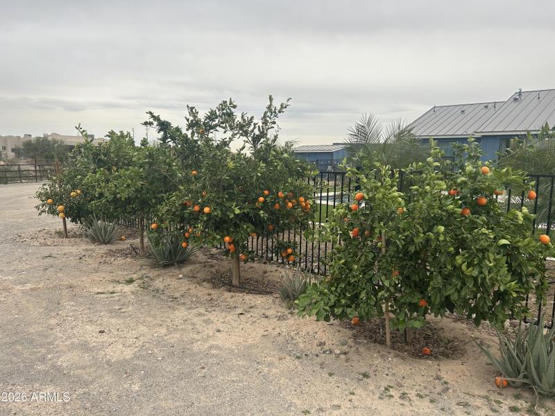 TT Citrus Trees