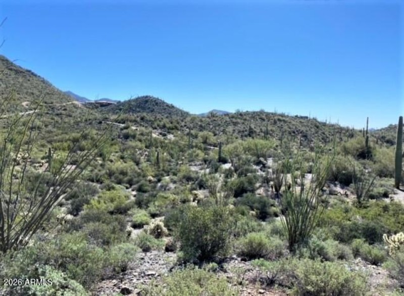 Beautiful Desert Vegetation