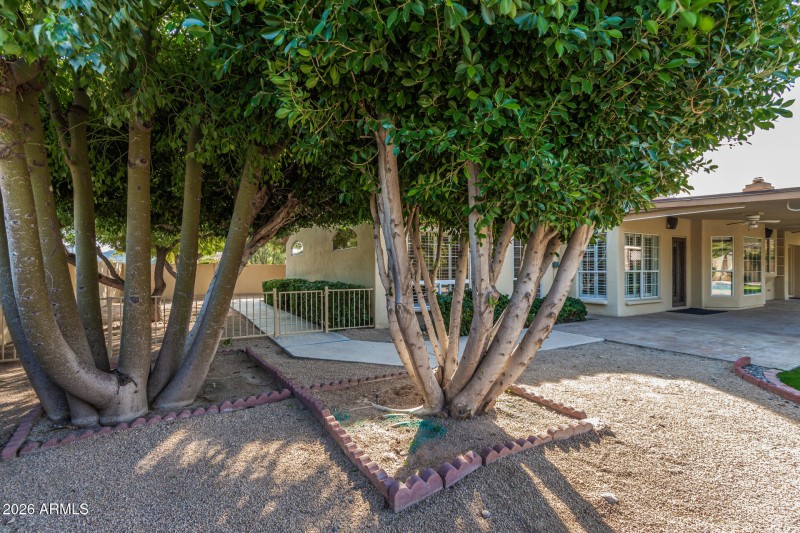 Large trees everywhere