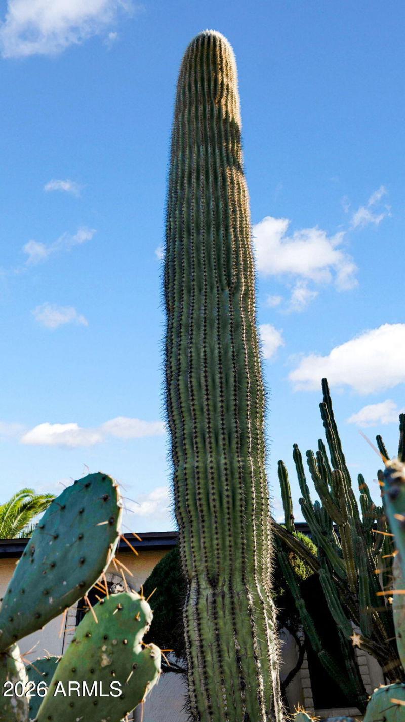 Saguaro