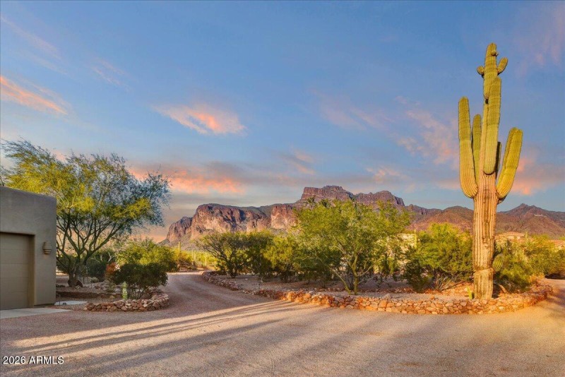 Stately Saguaro