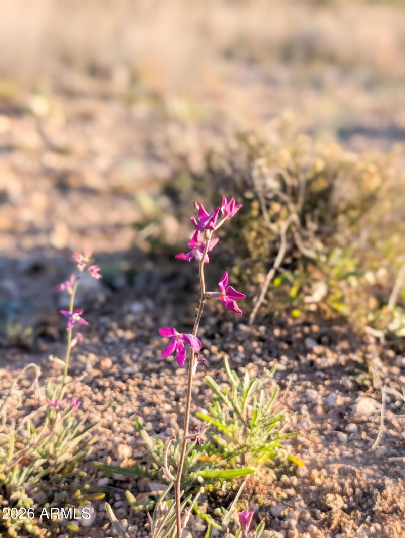 4025 Red Baron Rimrock Arizona (1)