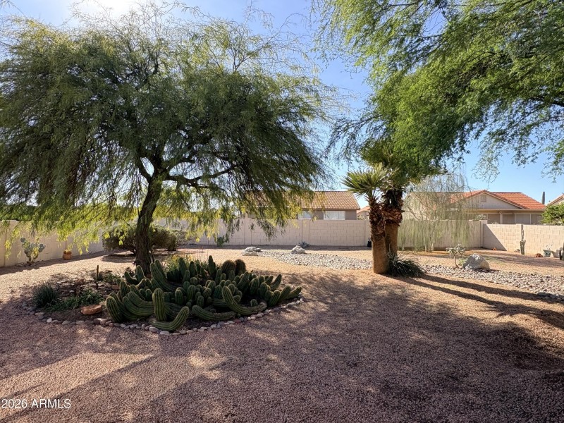Elmhurst desert plants back yard