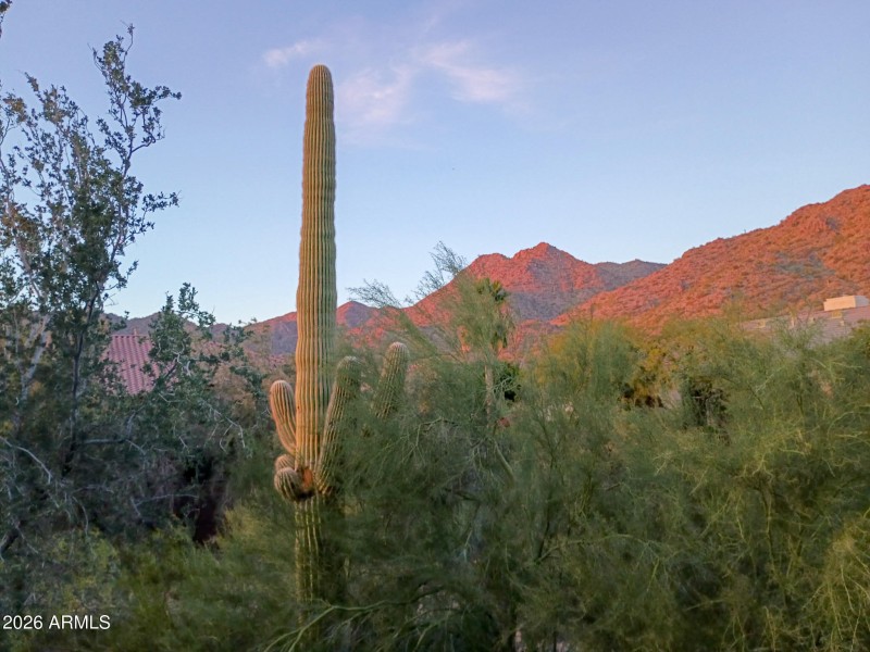 Sunset Saguaro