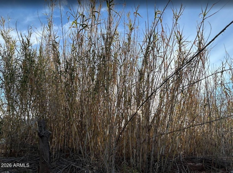Natural Fencing