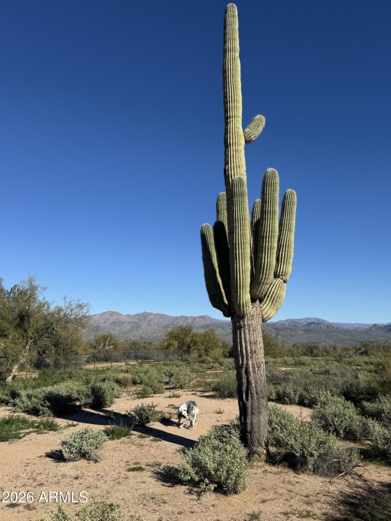 Great horse property!