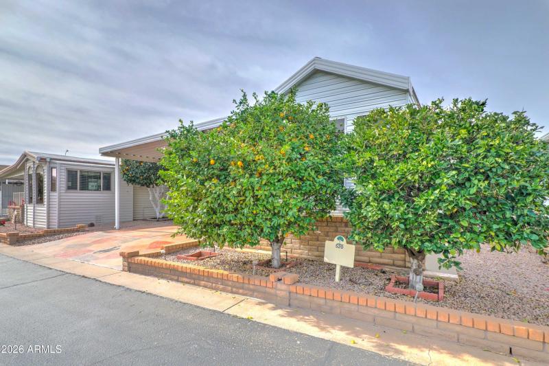 Lemon and orange trees