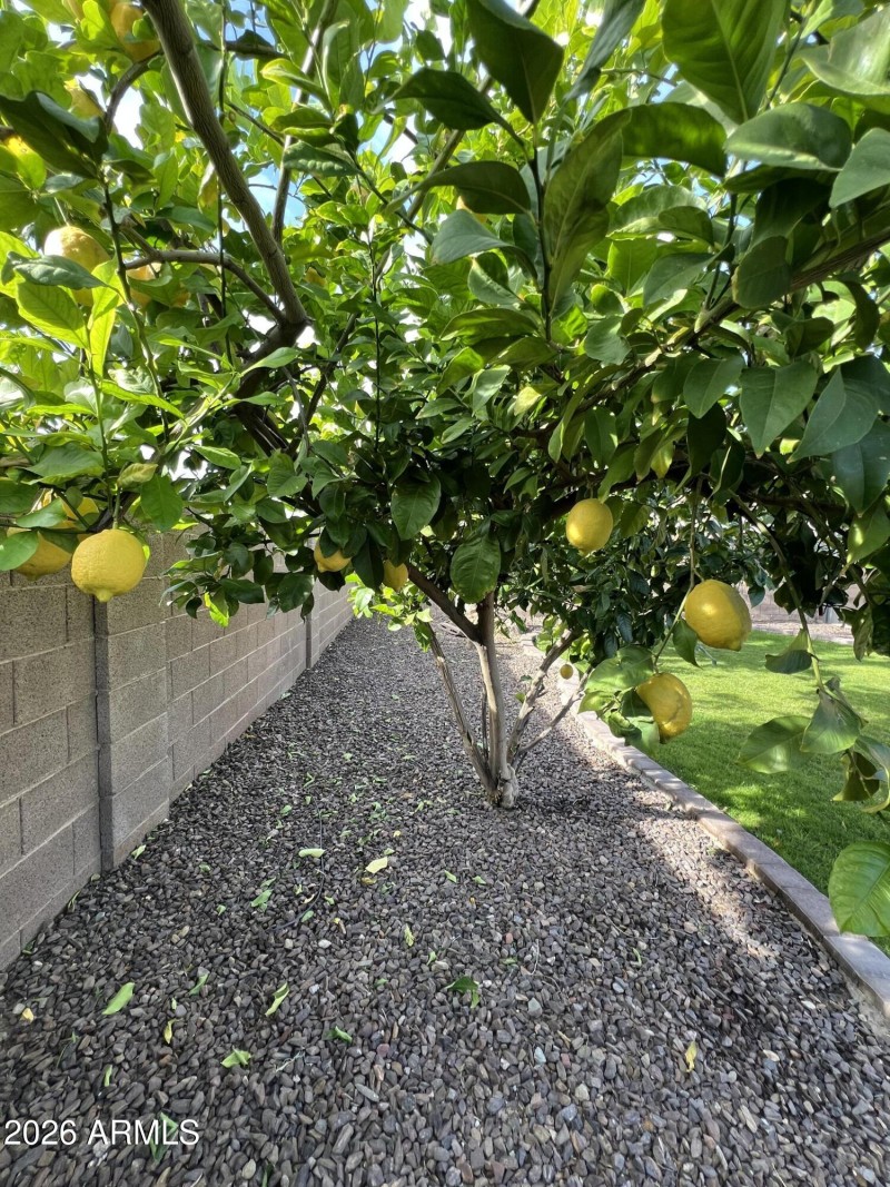 Lemon Trees