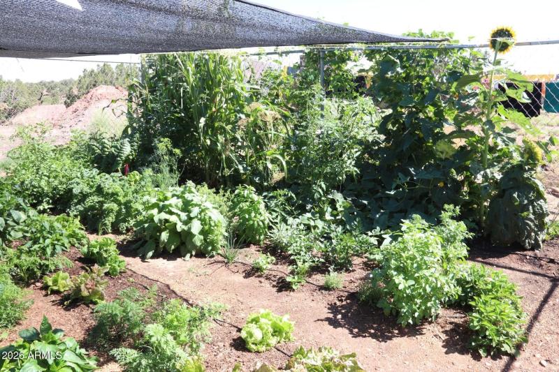 Garden in Full Summer Bloom