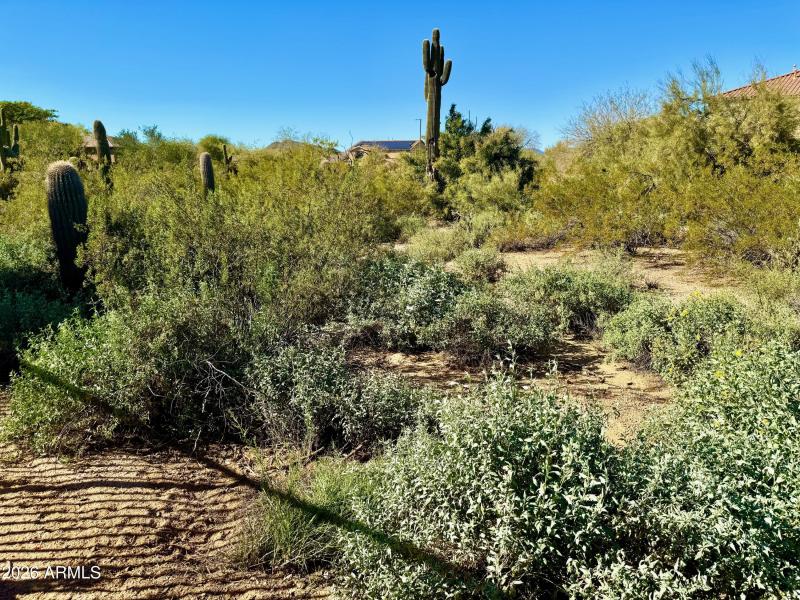 Desert View from rear yard