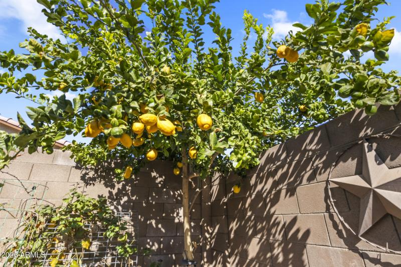 Lemon Tree in Backyard!