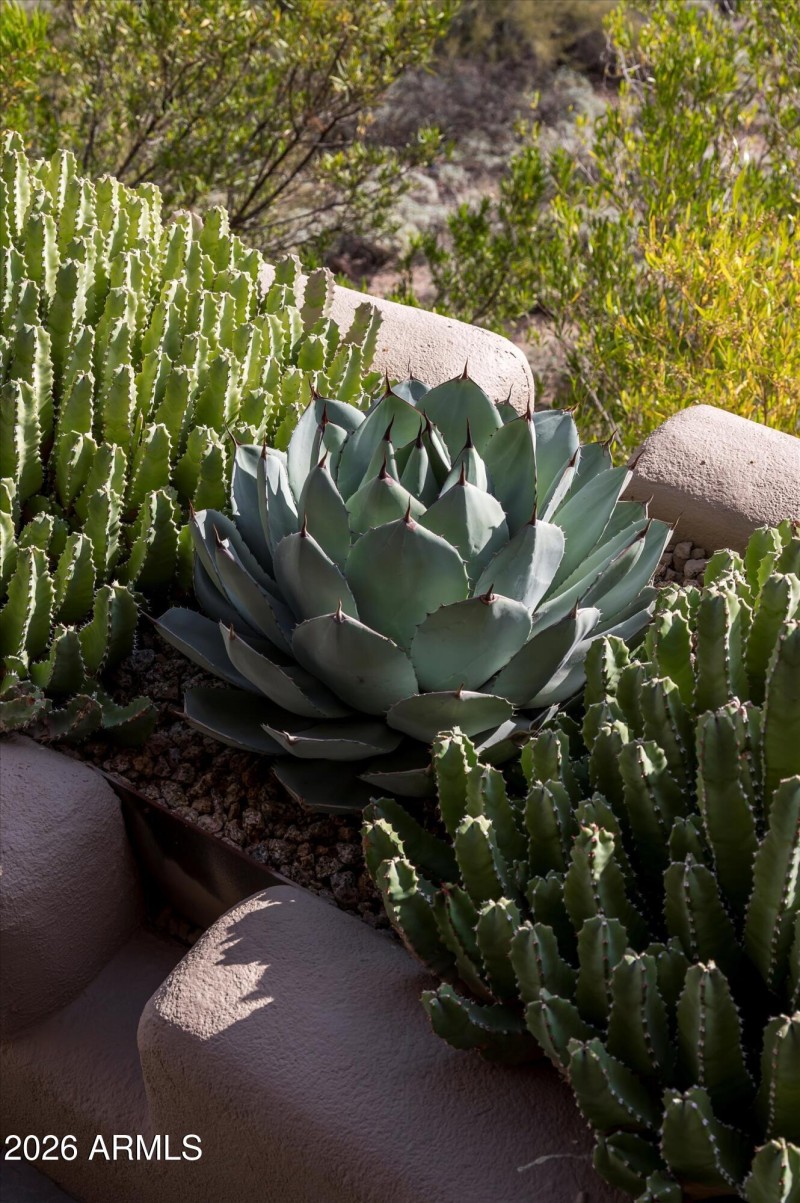 Patio Succulent Planters