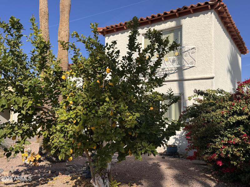 Lemon tree in front yard