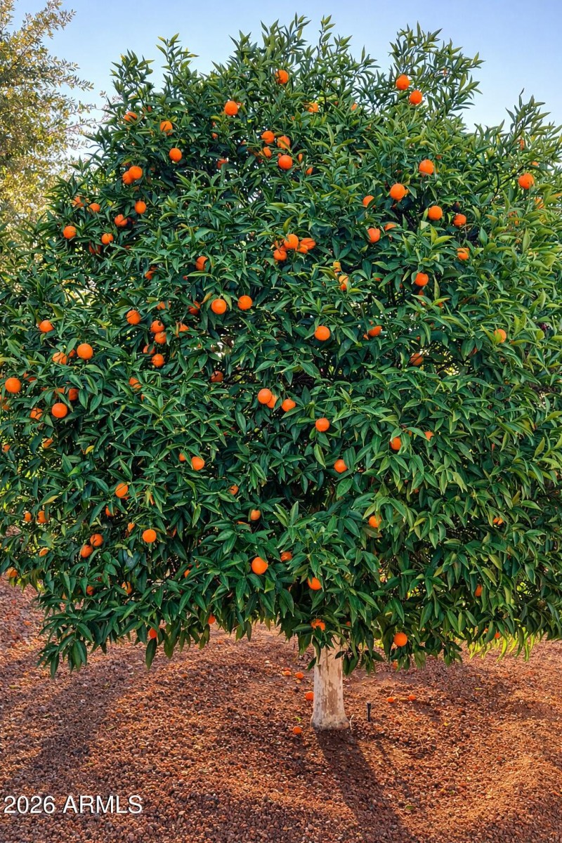 Seller tangerine tree photo
