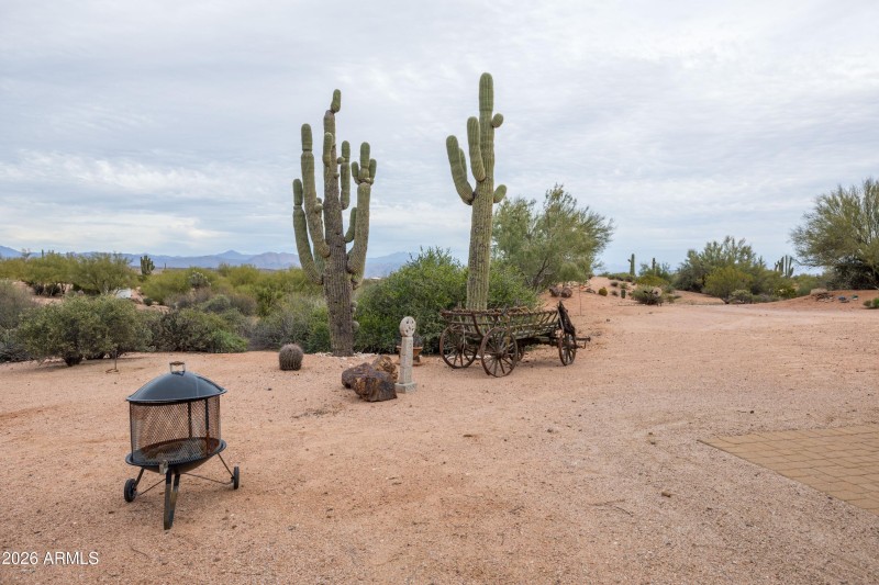 Mature Saguaros