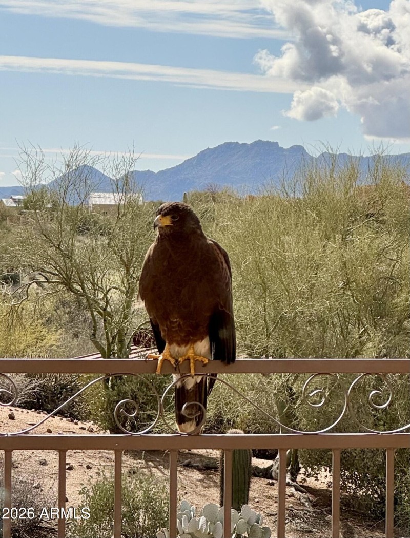 Desert Wildlife