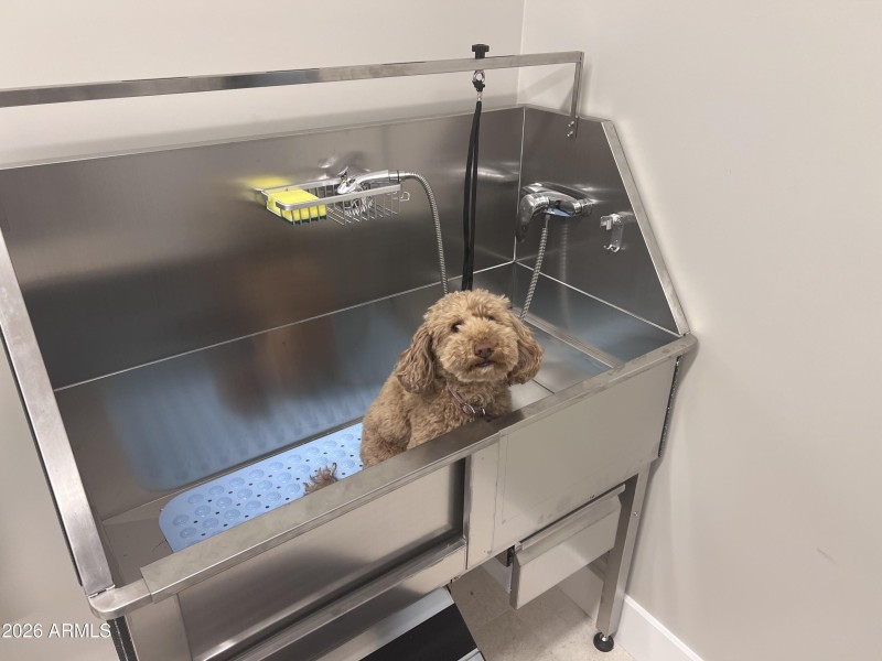 Dog Wash