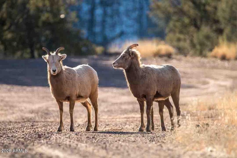 HJ Big Horn Babes