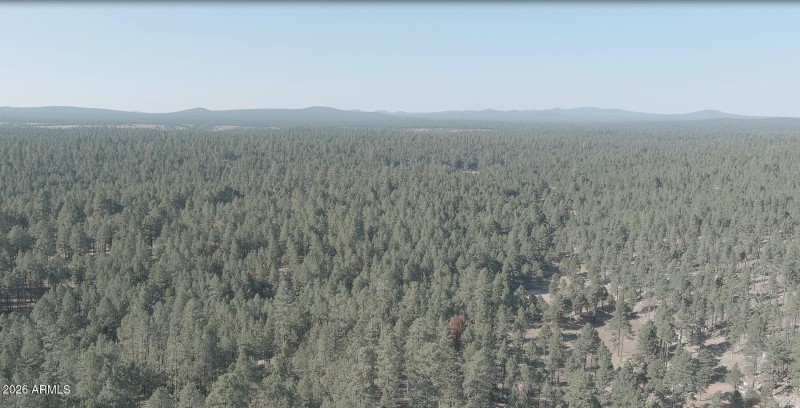 Heavily Treed Lot