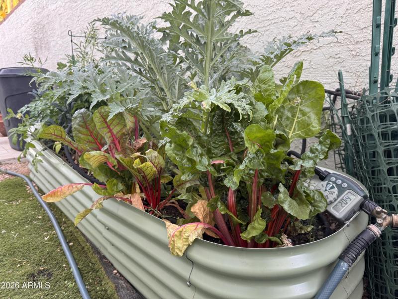 Home organic vegetable garden