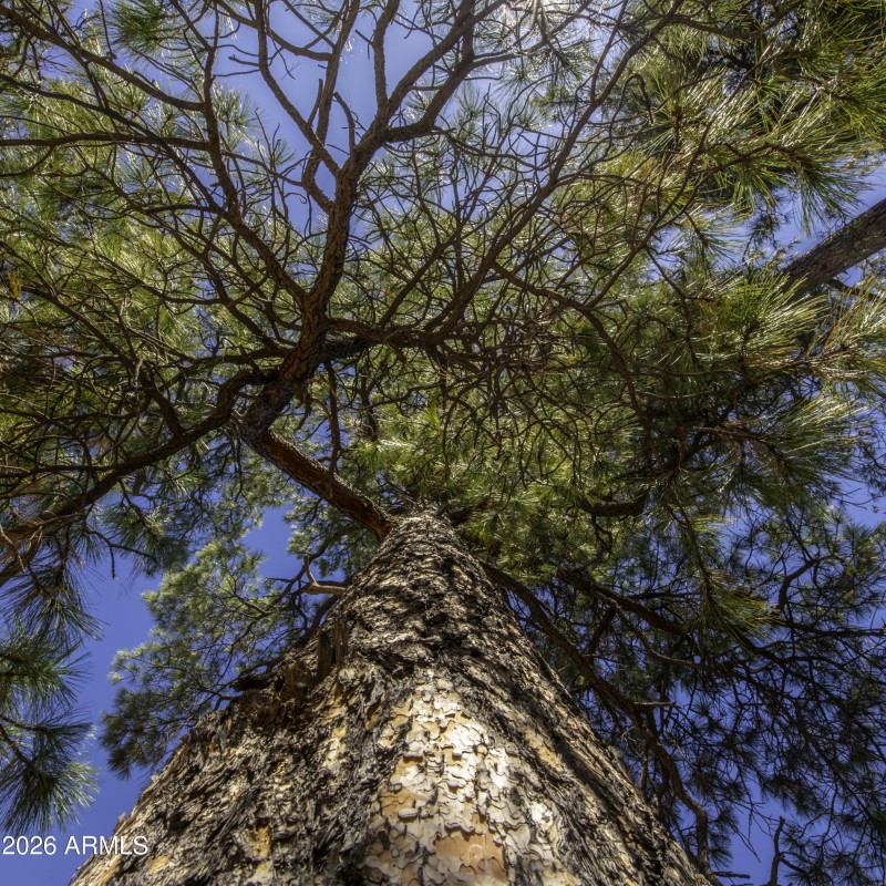 Towering Pines