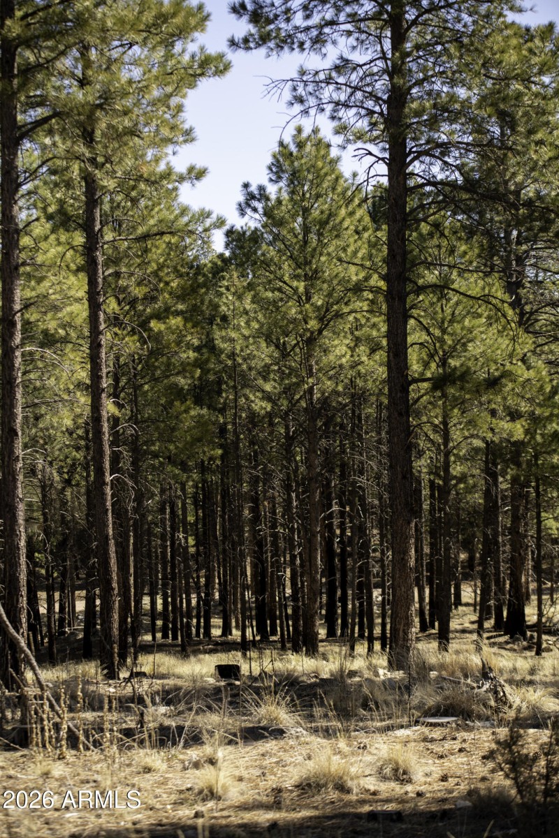 Heavily Treed