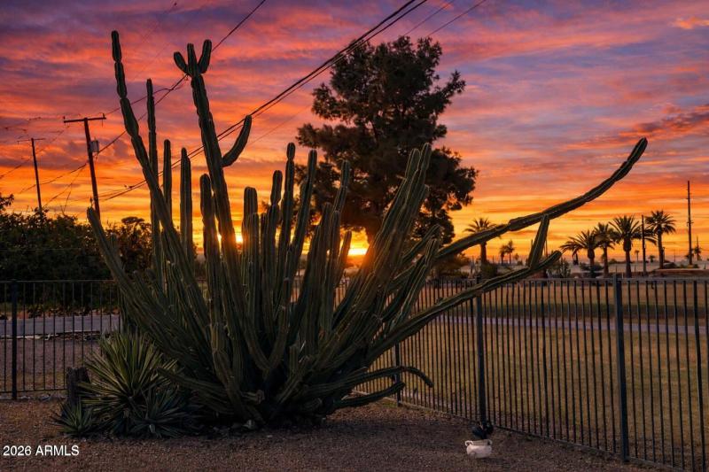 Arizona sunset with cactus silhouette