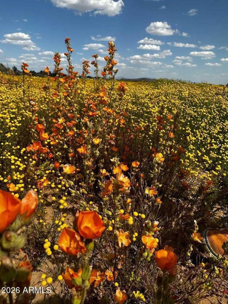 Outside Your Backyard