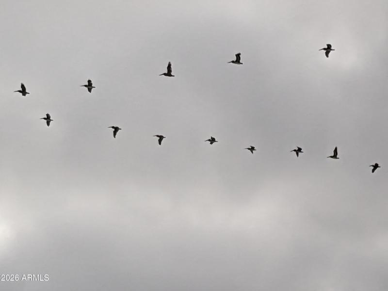 gold birds formation