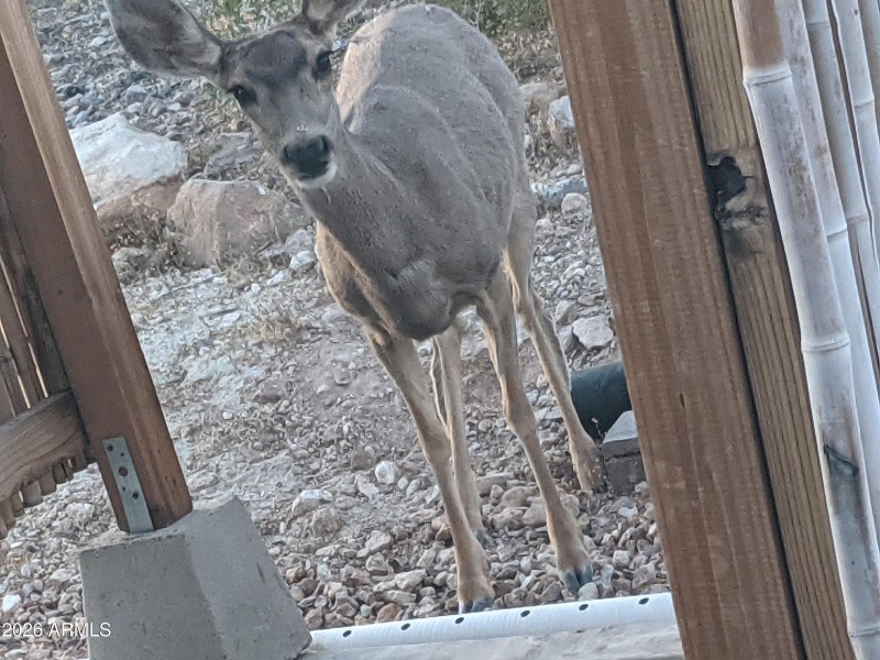 gold deer peeking in