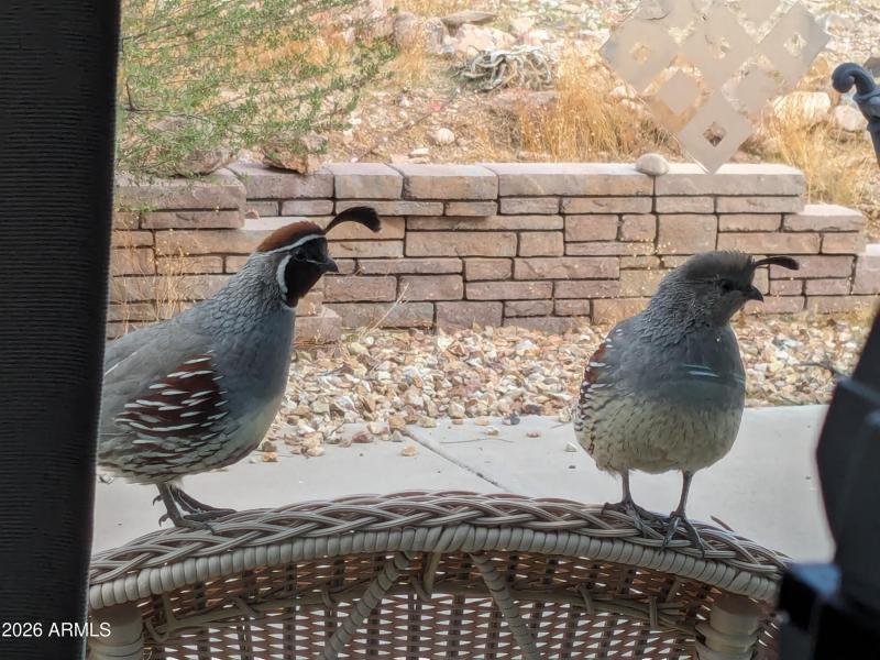 gold my quail frnds