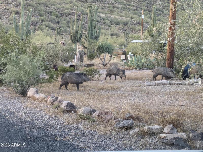 gold visiting javelina