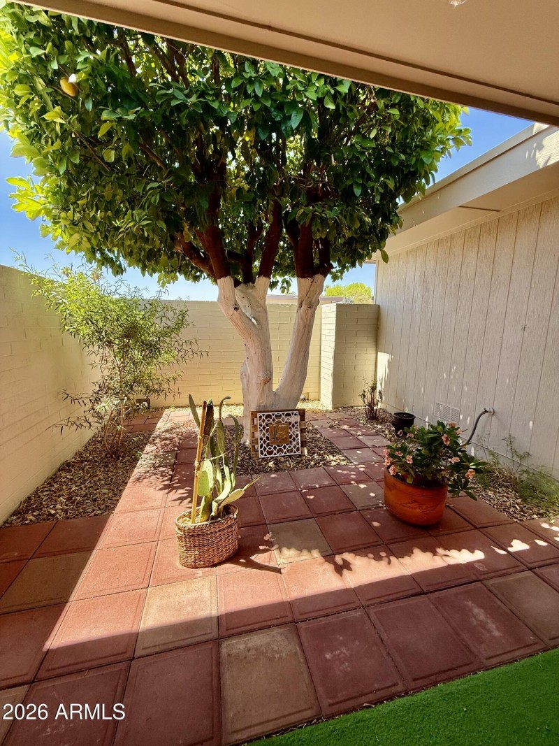 Backyard - Grapfruit tree
