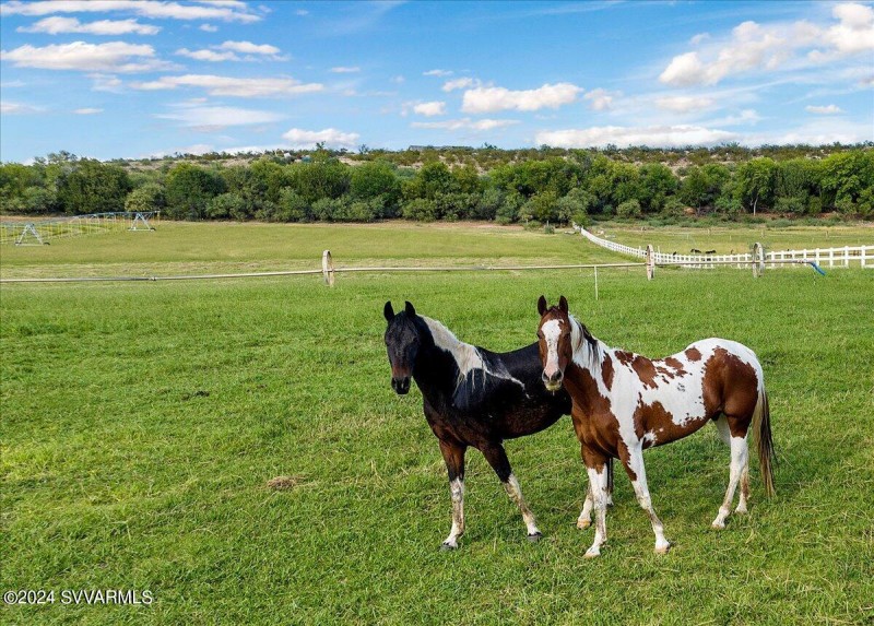 Curious Pasture Friends