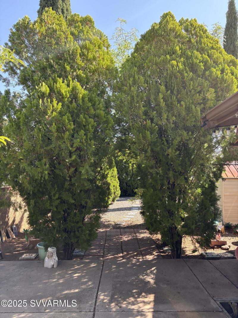 back yard