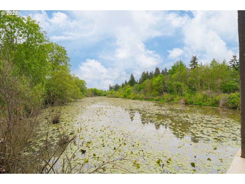 Pond