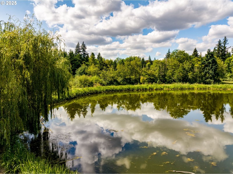 Pond